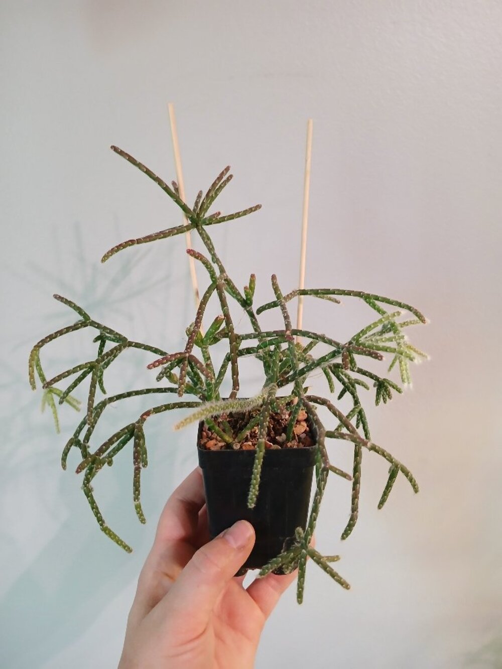 Rhipsalis Pilocarpa
